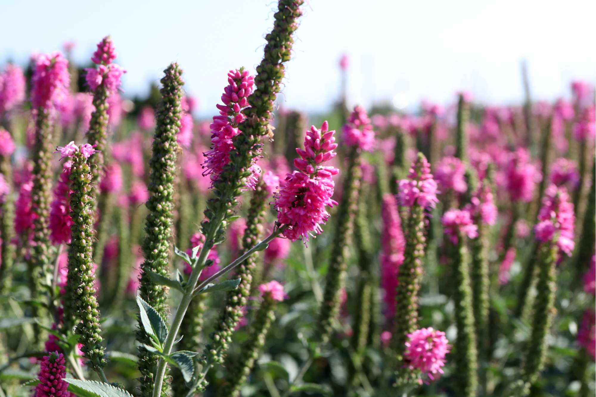 Strandveronika 'First Love'